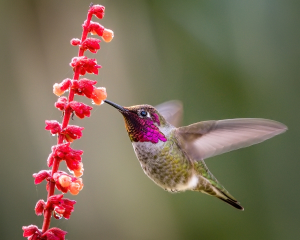 The hummers are back