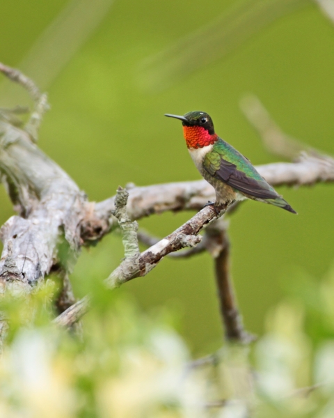 Happy Hummers